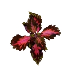 Coleus Stained Glassworks Royalty - S