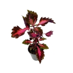 Coleus Stained Glassworks Royalty - S