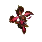 Coleus Stained Glassworks Royalty - S