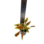 Coleus MS Le Freak - S