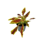 Coleus MS Le Freak - S