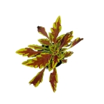 Coleus MS Le Freak - S