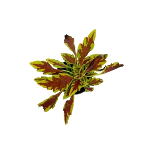 Coleus MS Le Freak