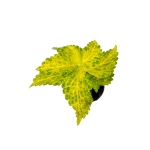 Coleus MS River Walk - S