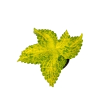 Coleus MS River Walk - S