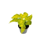 Coleus MS River Walk - S