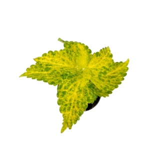 Coleus MS River Walk