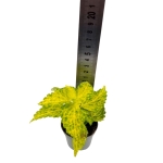 Coleus MS River Walk - S