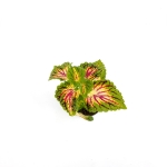 Coleus MS La Rambla - S