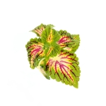 Coleus MS La Rambla - S