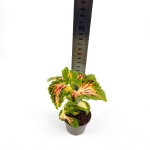 Coleus MS La Rambla - S