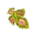 Coleus MS La Rambla - S