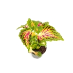 Coleus MS La Rambla - S