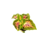 Coleus MS La Rambla - S