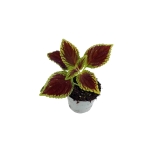 Coleus MS Alligator Alley - S