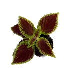 Coleus MS Alligator Alley - S