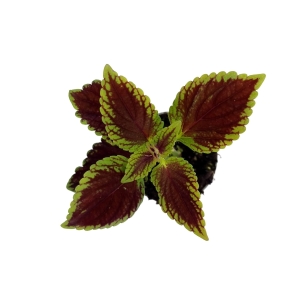 Coleus MS Alligator Alley