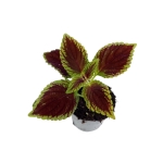 Coleus MS Alligator Alley - S