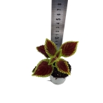 Coleus MS Alligator Alley - S