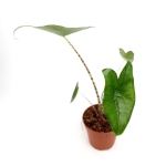 Alocasia zebrina variegata - Z2