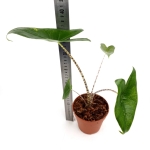 Alocasia zebrina variegata - Z2