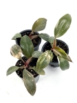 Philodendron Pink Princess - XS