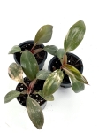 Philodendron Pink Princess - XS