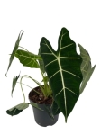 Alocasia micholitziana maxkowskii (Frydek) - XL