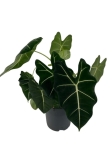 Alocasia micholitziana maxkowskii (Frydek) - XL