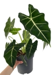 Alocasia micholitziana maxkowskii (Frydek) - XL