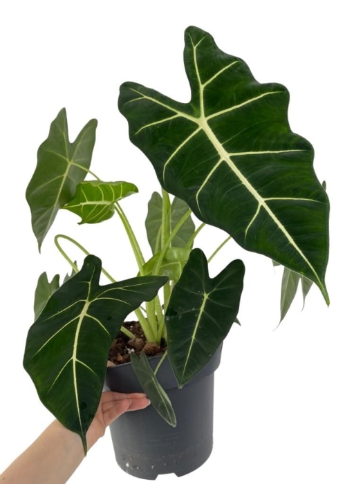 Alocasia micholitziana maxkowskii (Frydek) - XL