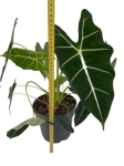 Alocasia micholitziana maxkowskii (Frydek) - XL
