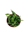 Epipremnum Godzilla / Shangri La - M