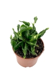 Epipremnum Godzilla / Shangri La - M