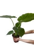 Alocasia macrorrhiza - L