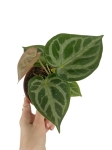 Anthurium Silver Blush - M