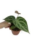 Anthurium Silver Blush - M