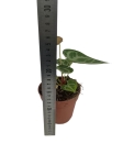 Anthurium Silver Blush - M