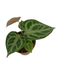 Anthurium Silver Blush - M