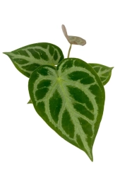 Anthurium Silver Blush - M