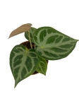 Anthurium Silver Blush - M