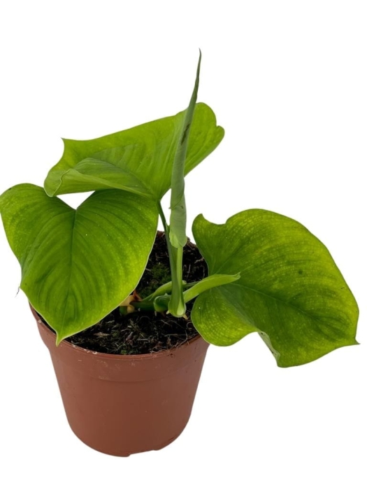 Philodendron fibraecataphyllum - M