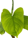 Philodendron fibraecataphyllum - M
