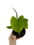 Philodendron fibraecataphyllum - M