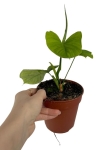Philodendron fibraecataphyllum - M