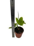 Philodendron fibraecataphyllum - M