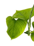 Philodendron fibraecataphyllum - M