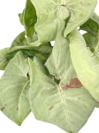Syngonium Milk Confetti - M