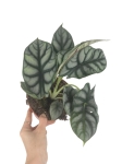 Alocasia Silver Dragon - L