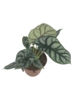 Alocasia Silver Dragon - L